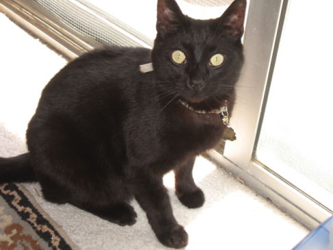 Picture of a cat / kitten / feline