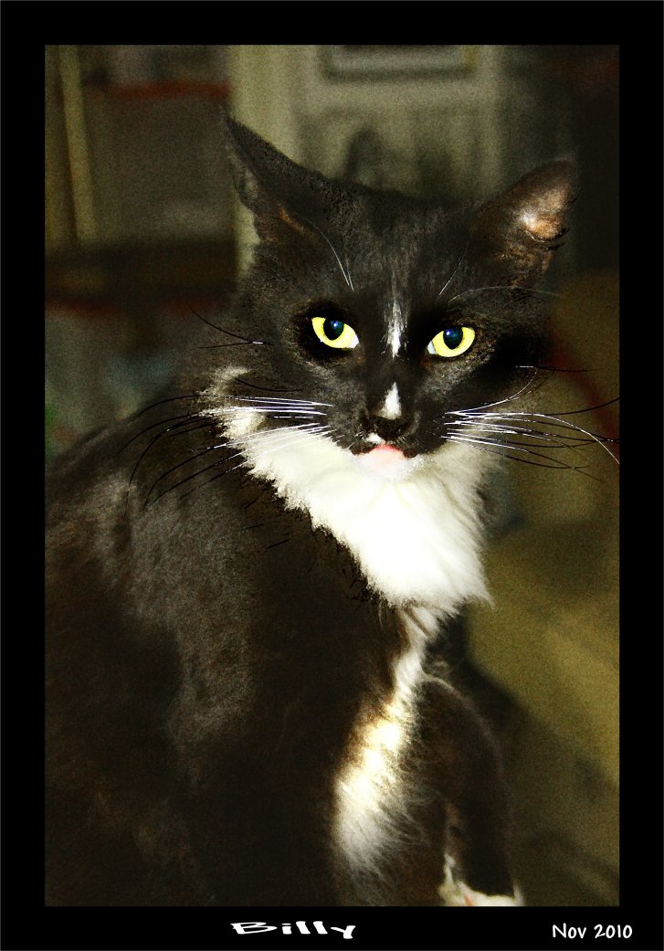 Picture of a cat / kitten / feline