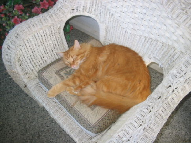 Picture of a cat / kitten / feline