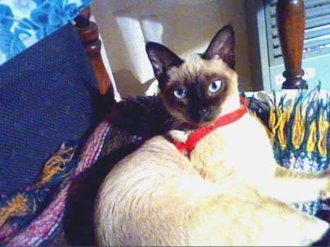 Picture of a cat / kitten / feline