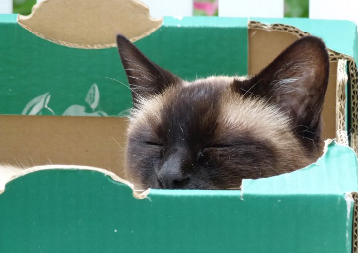 Picture of a cat / kitten / feline