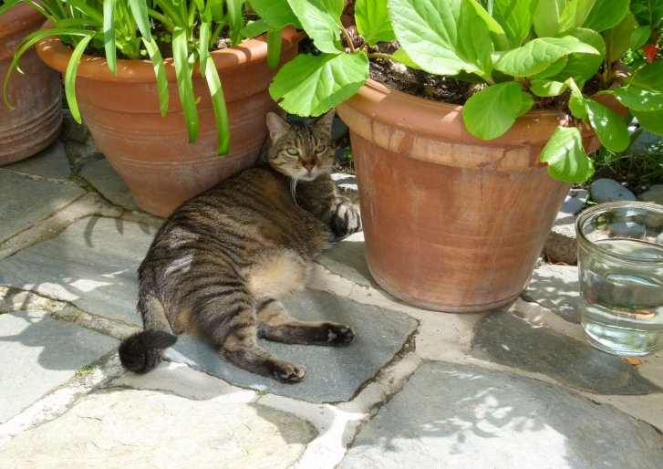 Picture of a cat / kitten / feline