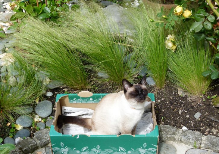 Picture of a cat / kitten / feline