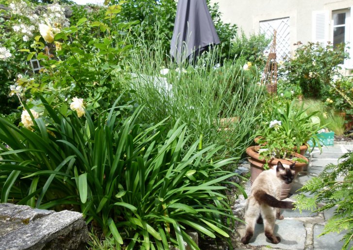 Picture of a cat / kitten / feline