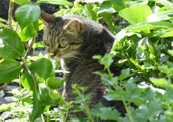 Picture of a cat / kitten / feline