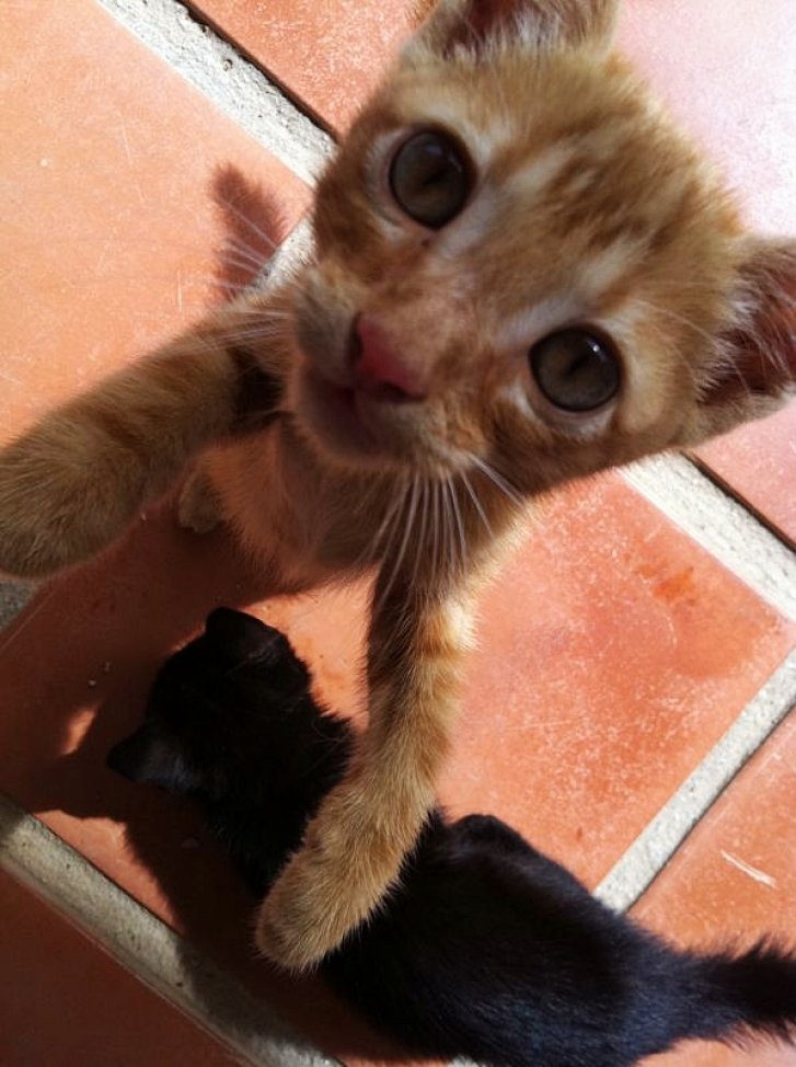 Picture of a cat / kitten / feline