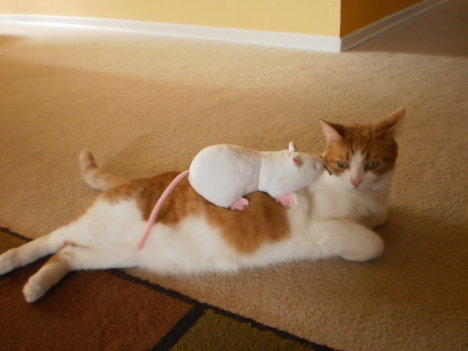 Picture of a cat / kitten / feline