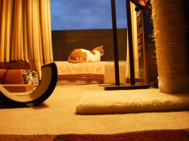 Picture of a cat / kitten / feline