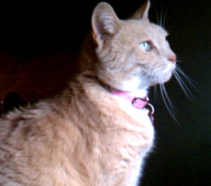 Picture of a cat / kitten / feline