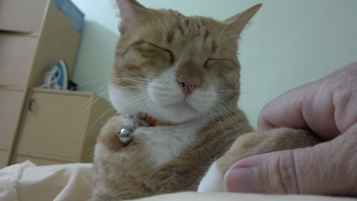 Picture of a cat / kitten / feline