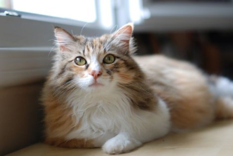 Picture of a cat / kitten / feline