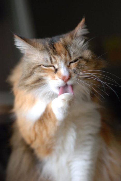 Picture of a cat / kitten / feline