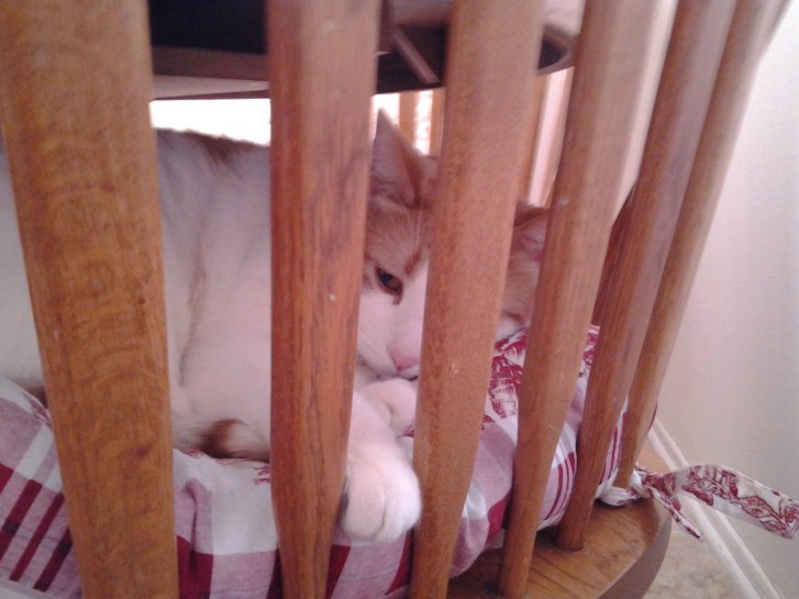 Picture of a cat / kitten / feline