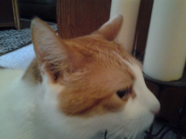 Picture of a cat / kitten / feline