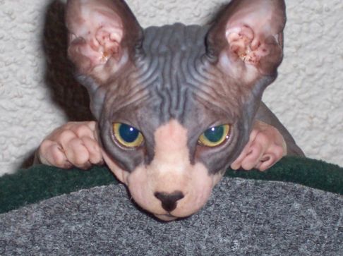 Picture of a cat / kitten / feline