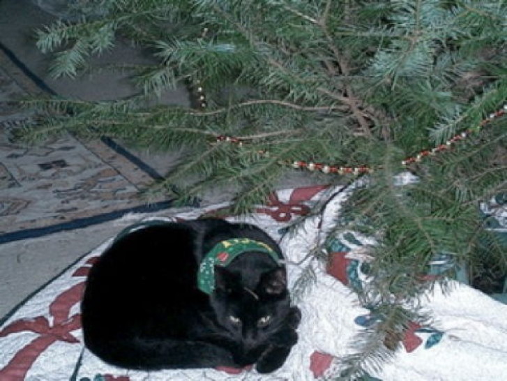 Picture of a cat / kitten / feline