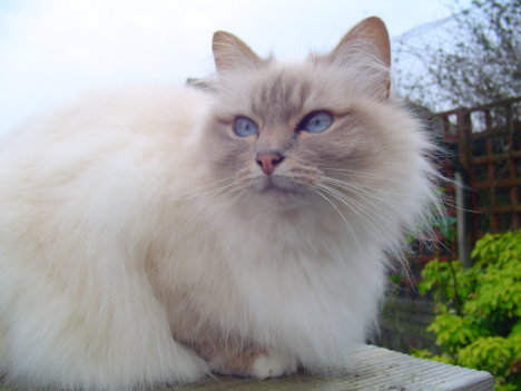 Picture of a cat / kitten / feline