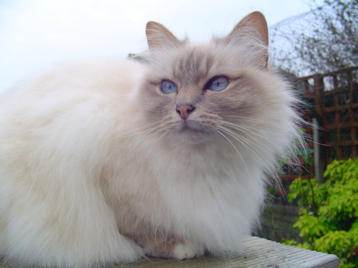 Picture of a cat / kitten / feline