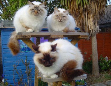 Picture of a cat / kitten / feline