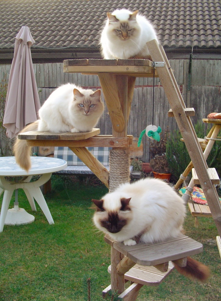 Picture of a cat / kitten / feline