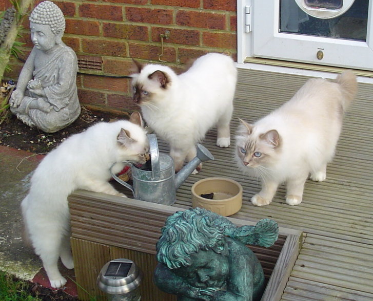 Picture of a cat / kitten / feline