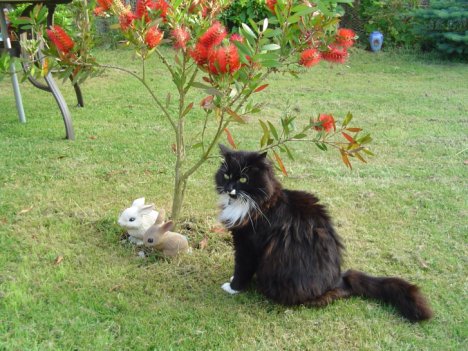 Picture of a cat / kitten / feline