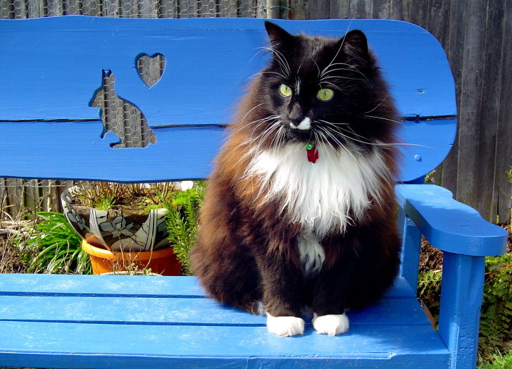 Picture of a cat / kitten / feline