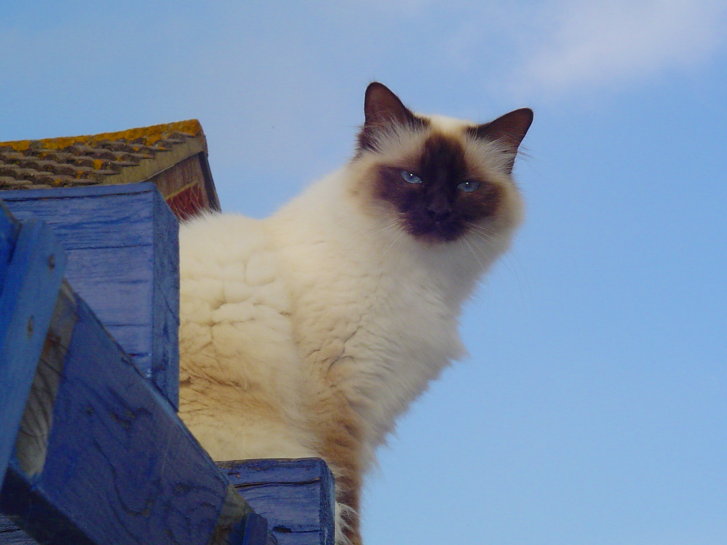 Picture of a cat / kitten / feline