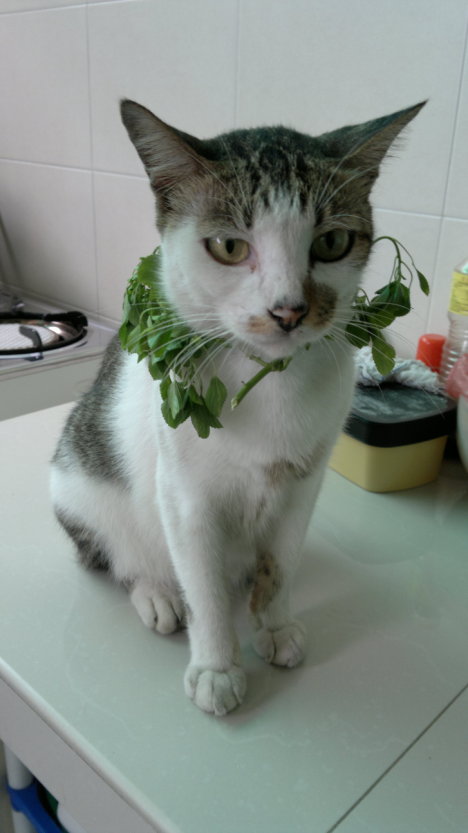 Picture of a cat / kitten / feline