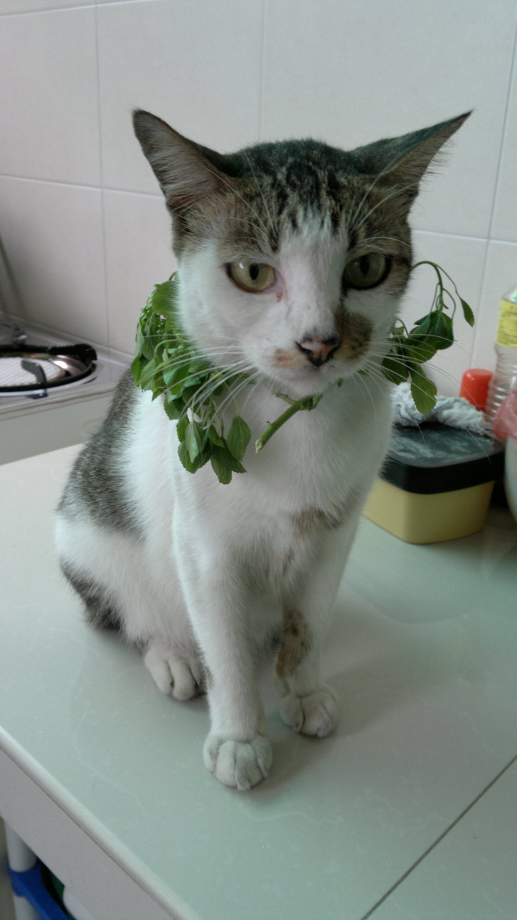 Picture of a cat / kitten / feline