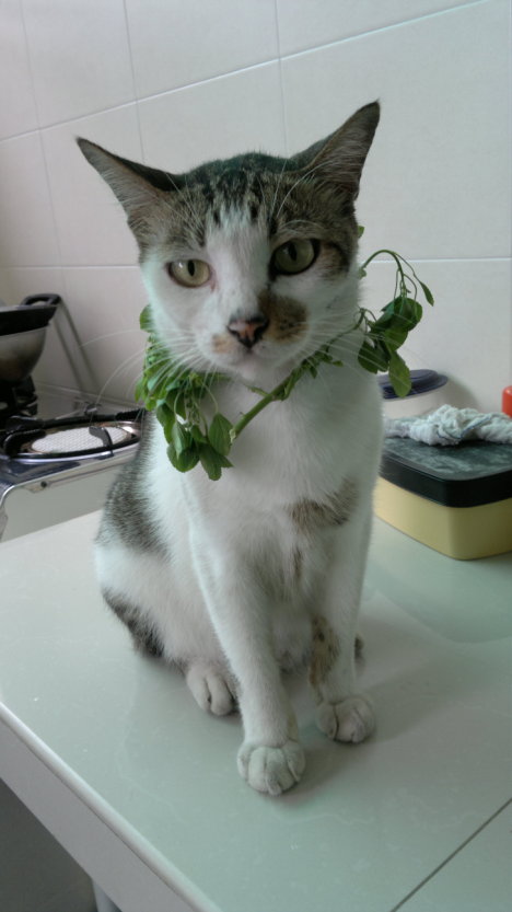 Picture of a cat / kitten / feline