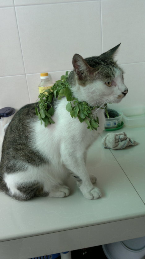 Picture of a cat / kitten / feline