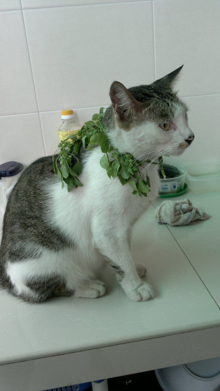 Picture of a cat / kitten / feline