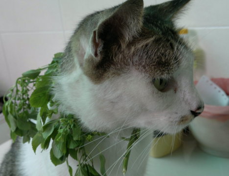 Picture of a cat / kitten / feline