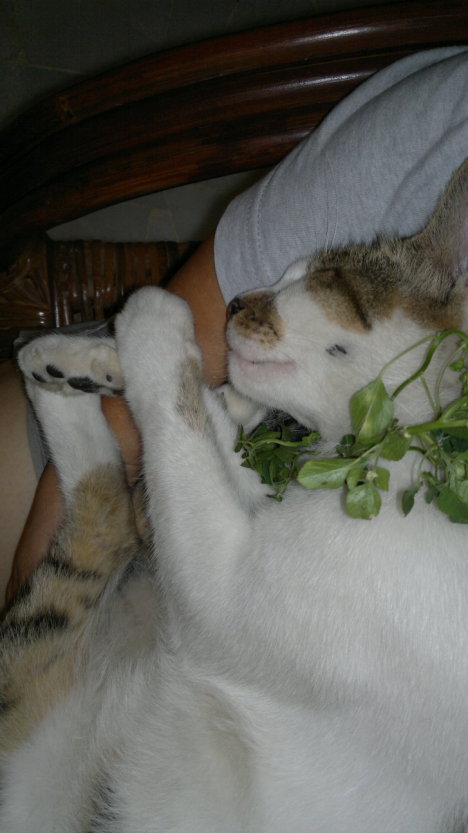 Picture of a cat / kitten / feline