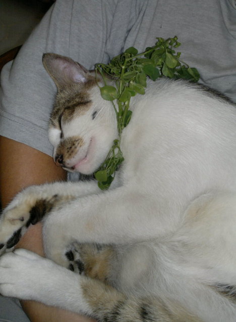 Picture of a cat / kitten / feline