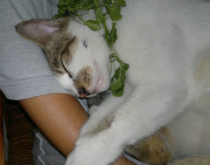 Picture of a cat / kitten / feline