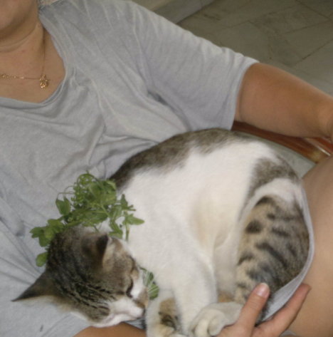 Picture of a cat / kitten / feline