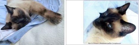 Picture of a cat / kitten / feline