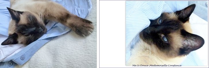 Picture of a cat / kitten / feline