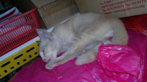 Picture of a cat / kitten / feline