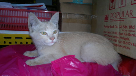 Picture of a cat / kitten / feline