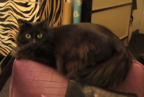 Picture of a cat / kitten / feline