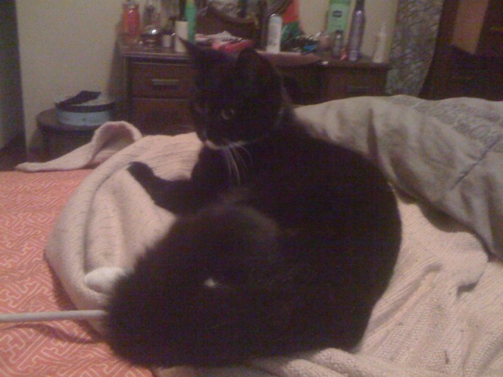 Picture of a cat / kitten / feline