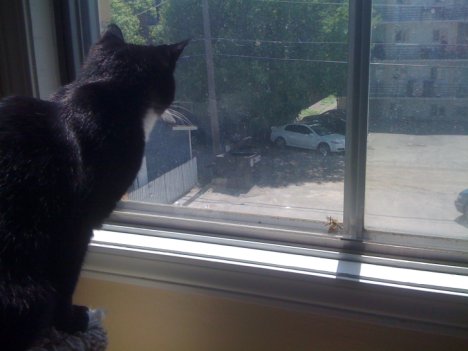 Picture of a cat / kitten / feline