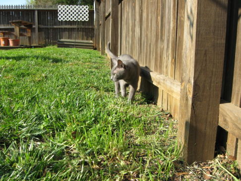 Picture of a cat / kitten / feline