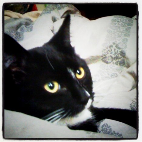 Picture of a cat / kitten / feline