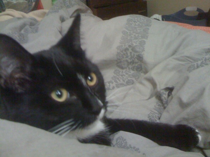 Picture of a cat / kitten / feline