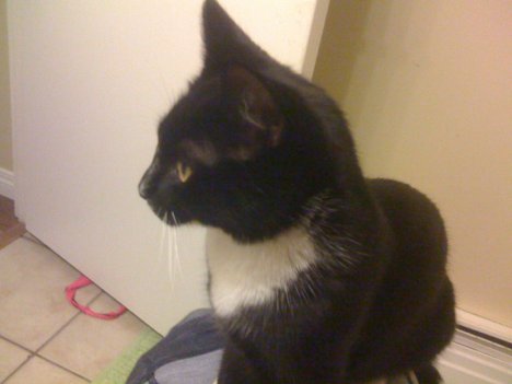 Picture of a cat / kitten / feline