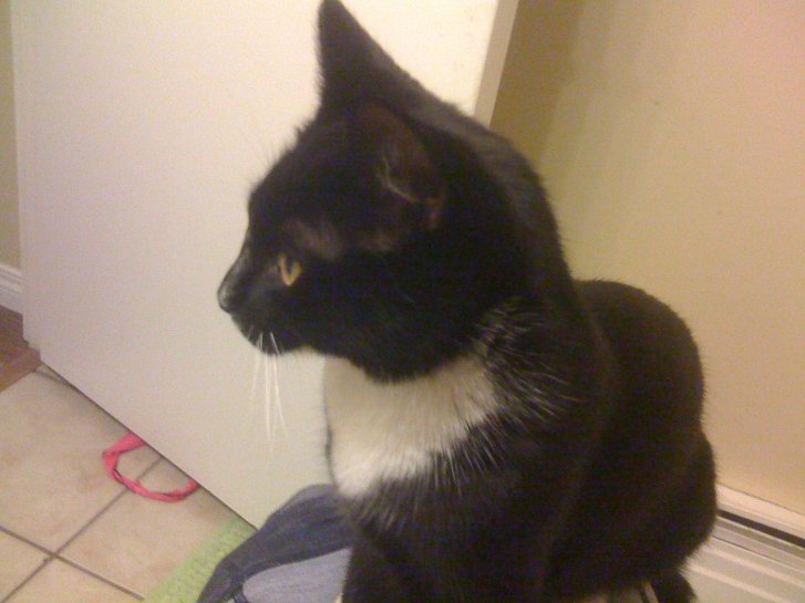 Picture of a cat / kitten / feline